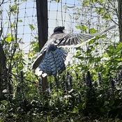 Blue Jay In Flight