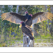 Turkey vultures, Elliot Laker.