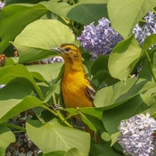 Oriole in the lilac
