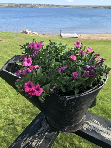 Flowers in a coal bucket Cape Breton, Nova Scotia, CA