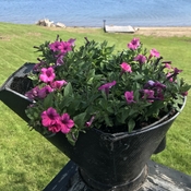 Flowers in a coal bucket