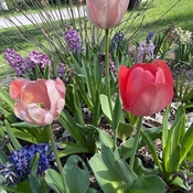 Pink tulips mixed with hyacinths