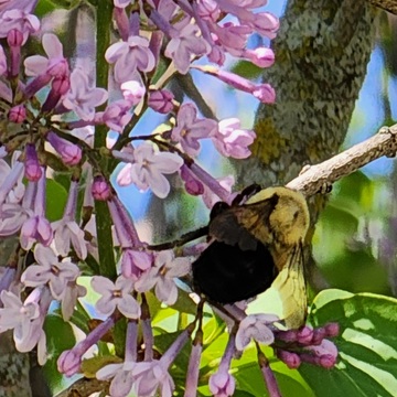 Bee in a Lilac Tree