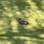 Turtle momma