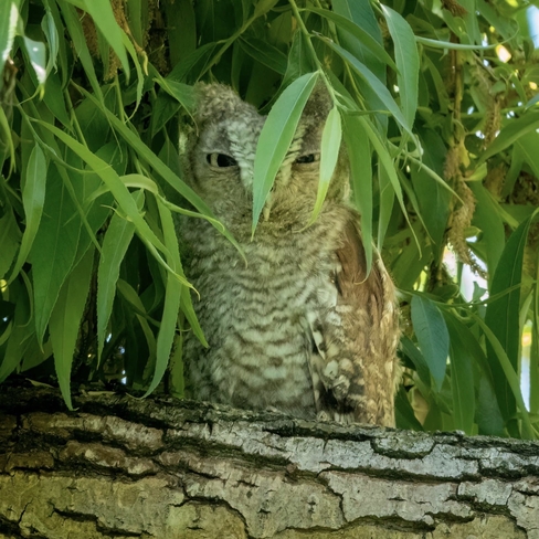 Red Morph Screech Owlet Ottawa, Ontario, CA