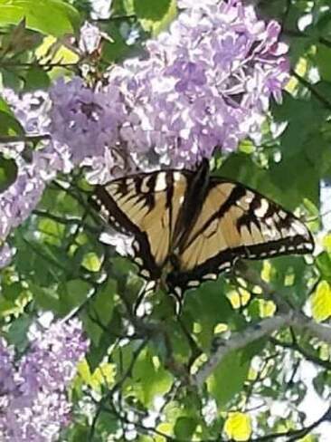 Swallowtail butterfly on lilaacs Bancroft, ON
