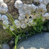 Barnacles by the Atlantic