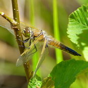 FOUR - SPOTTED SKIMMER