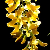 Golden Chain Tree Flower