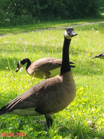 May 28 2023 28C Adorable Goose! Summer like Sunday. Marita Payne Park Iris Chong Thornhill, ON