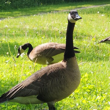 May 28 2023 28C Adorable Goose! Summer like Sunday. Marita Payne Park Iris Chong