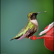 Hummingbird today