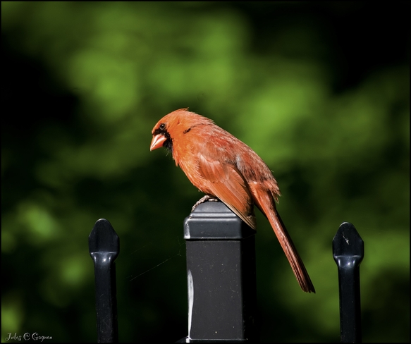 Cardinal on the fence Ottawa, Ontario, CA