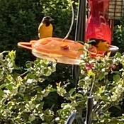 Orioles at feeder