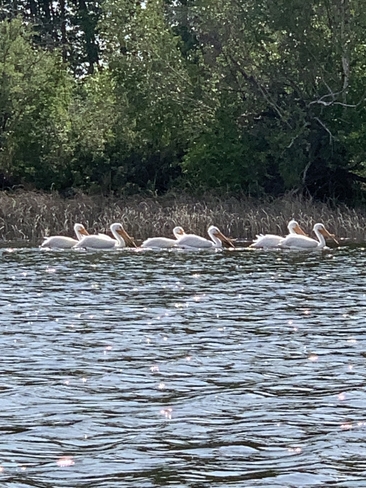 Pelicans on Lacombe Lake Lacombe County, Alberta, CA