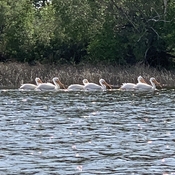 Pelicans on Lacombe Lake