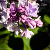 Lilac!!