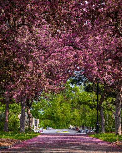 Les pommetiers en fleurs! Ahuntsic Park, Rue Lajeunesse, Montréal, Montreal, QC