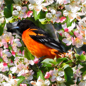 Baltimore Oriole in the Pink Tree Blooms