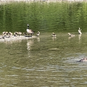 Canada Geese family bathing