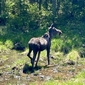 Young moose off Highway 60 in Algonquin Park