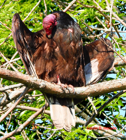 Massive Turkey Vulture Ingleside, ON