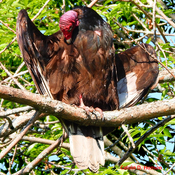 Massive Turkey Vulture
