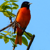 Baltimore Oriole on the Tree Top