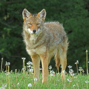 Coyote Relaxing Among the Blooming Dandelions