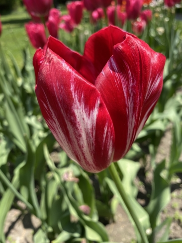Tulip! Lawrence Park South, Ontario, CA