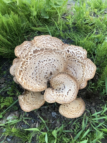 Magnifique énorme champignon ! Blainville, Québec, CA