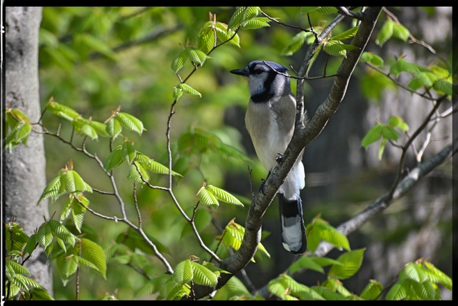 Blue Jay on the alert for peanuts.... Cantley, QC