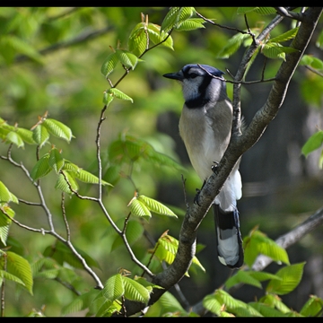 Blue Jay on the alert for peanuts....