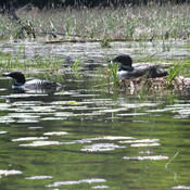 Nesting loons