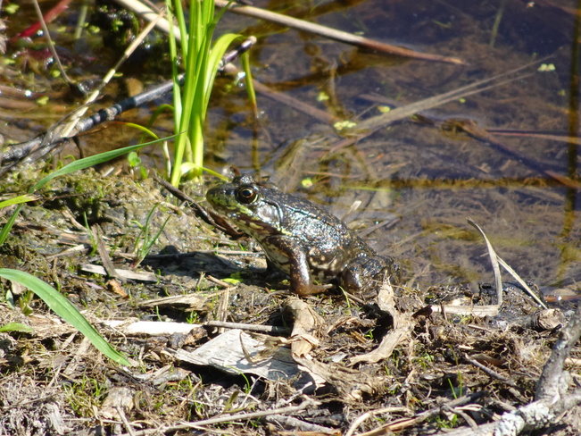 A Snake & A Frog Sudbury, ON