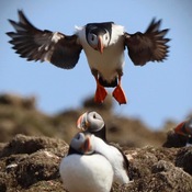 Puffin coming in for a landing