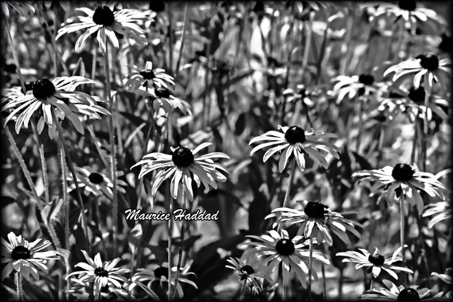 Noir et Blanc Jardin botanique de Montréal, Rue Sherbrooke Est, Montréal, QC