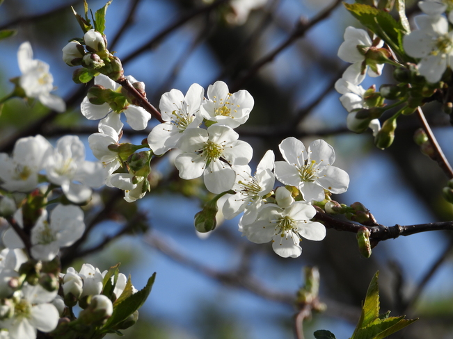 Cerisiers en fleurs Matane, QC