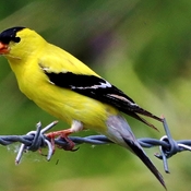 Pair of gold finch