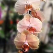 Array of colorful Orchids