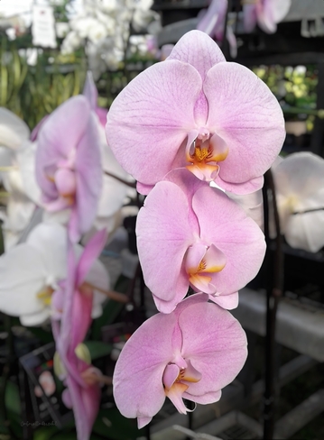 Pink and Speckled Orchids Sainte-Dorothée, Laval, QC