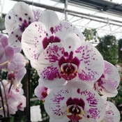 Pink and Speckled Orchids