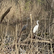 Egrets Great Grey Heron