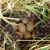 Blue Winged Teal and Nest