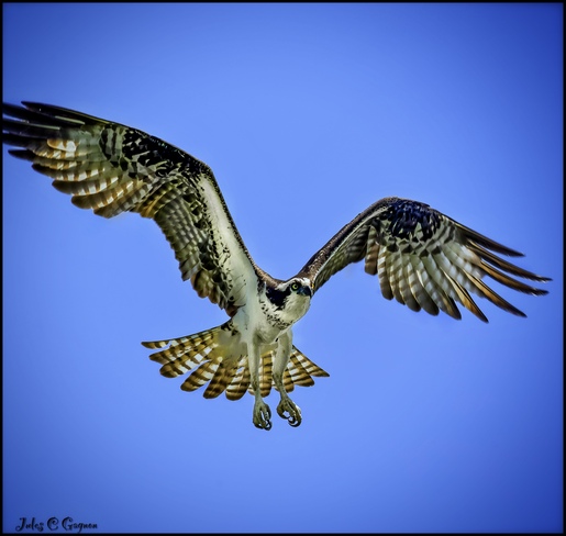 Osprey Hawk Ottawa