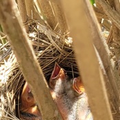 baby red winged black birds