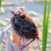 Red-winged Blackbird nestlings waiting to be fed