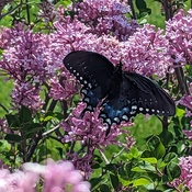 Big black swallowtail.