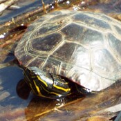 BABY PAINTED TURTLE