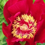 May 31 2023 30C Fernleaf Peony embraces the hottest Sun!Thornhill Iris Chong